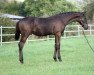 dressage horse Mon Coeur SR (Oldenburg, 2017, from Morricone)