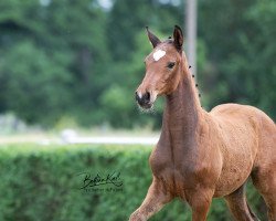 jumper Dia Castano (German Sport Horse, 2021, from Dia Corrado)