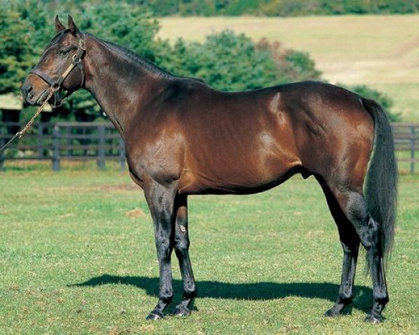 stallion Sunny Brian xx (Thoroughbred, 1994, from Brian's Time xx)