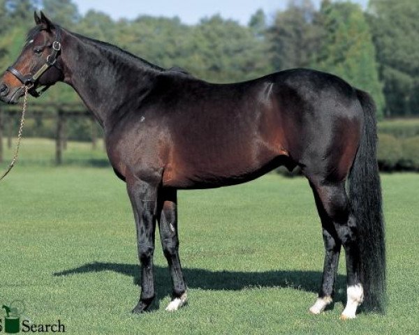 Deckhengst Deep Impact xx (Englisches Vollblut, 2002, von Sunday Silence xx)