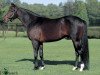 stallion Deep Impact xx (Thoroughbred, 2002, from Sunday Silence xx)