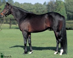 Deckhengst Deep Impact xx (Englisches Vollblut, 2002, von Sunday Silence xx)