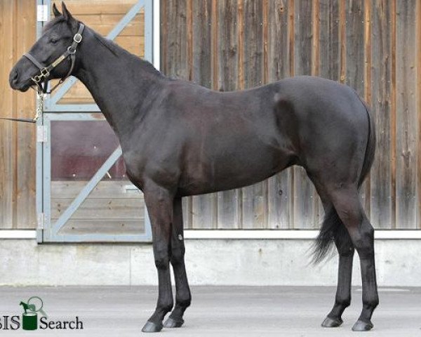 Pferd Admire Colin xx (Englisches Vollblut, 2008, von Deep Impact xx)