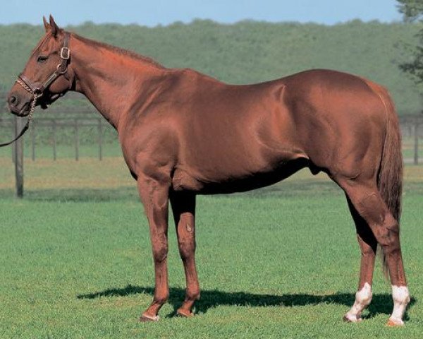 stallion Agnes Tachyon xx (Thoroughbred, 1998, from Sunday Silence xx)