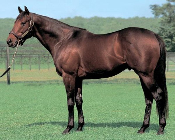 stallion King Kamehameha xx (Thoroughbred, 2001, from Kingmambo xx)