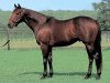 stallion King Kamehameha xx (Thoroughbred, 2001, from Kingmambo xx)