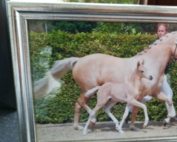 broodmare Hermine B (German Riding Pony, 2008, from Der Harlekin B)