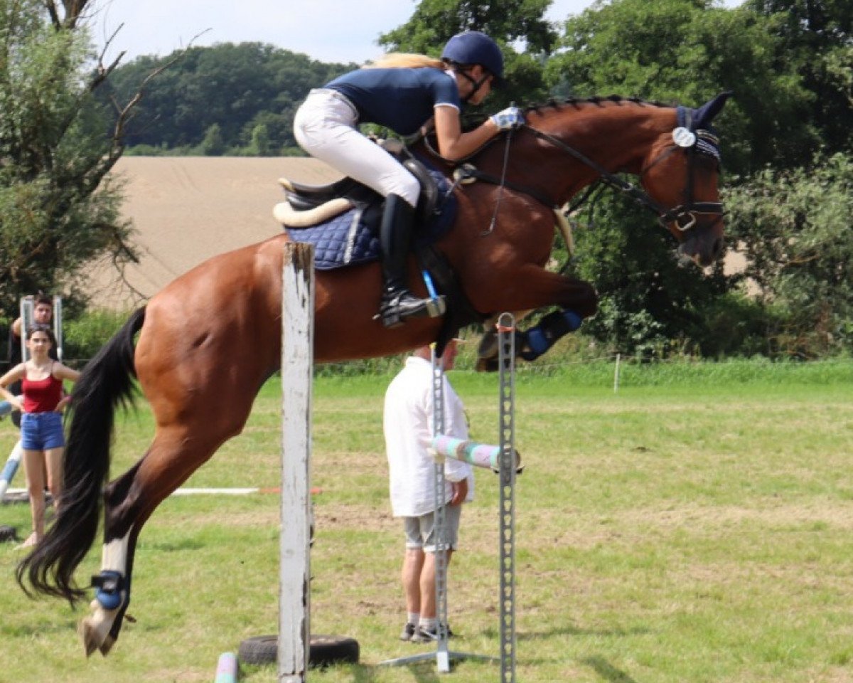 broodmare Ladessa 2 (Hanoverian, 2007, from Landsieger I)