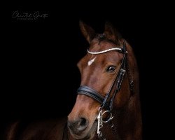 dressage horse Louina (Oldenburg, 2008, from Lovefever II)