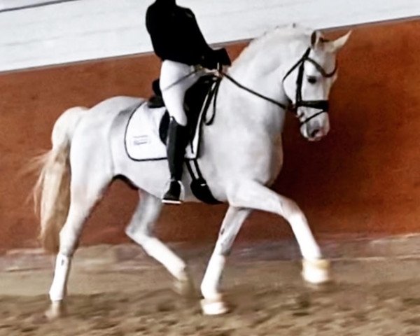 dressage horse Ghost 46 (German Riding Pony, 2012, from Greylight)