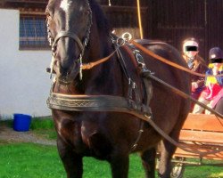 dressage horse Ginger of Pik (Oldenburg, 1995, from Pik Noir)