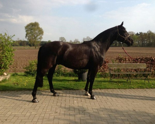 Pferd LaDiego (Westfale, 2009, von Lortino)
