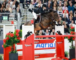 jumper Sligo Land du Rouet (Irish Sport Horse, 2009, from Balou du Rouet)