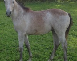 dressage horse Ma Belle (Trakehner, 2013, from IS Orlow ox)