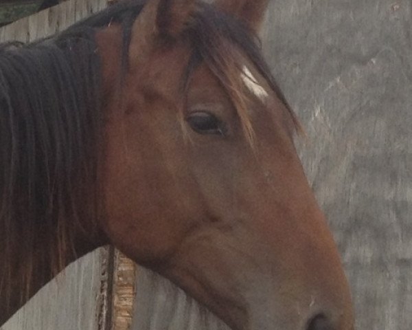 dressage horse Cava (Holsteiner, 2012, from Catoo)