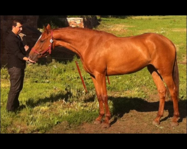 broodmare Acala (Holsteiner, 2008, from Cassini II)