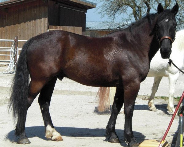 Springpferd Ugo de la cote daupal (Selle Français, 2008, von Charleston du Cap)