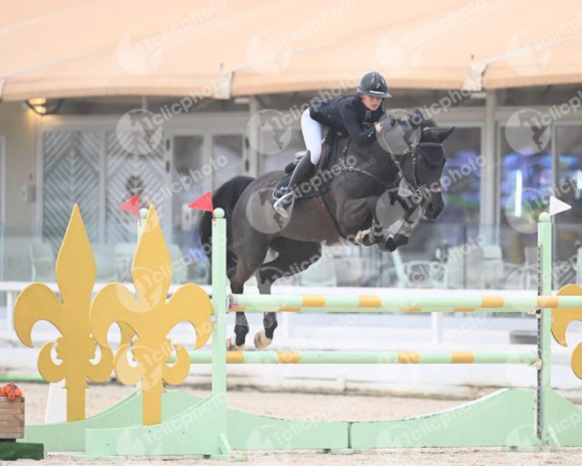 Springpferd Giovanna de Paume (Schwedisches Warmblut, 2016, von Kannan)