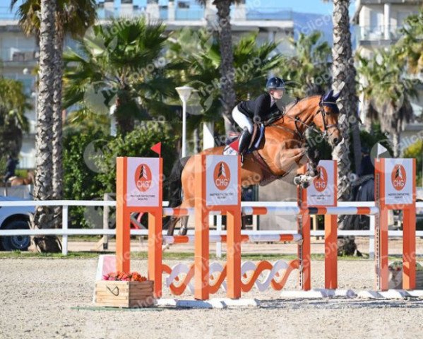 jumper Lundi B. (KWPN (Royal Dutch Sporthorse), 2016)