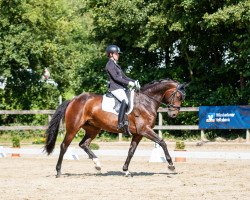 dressage horse Bonnies Crusador (Hanoverian, 2011, from Bonifatius)