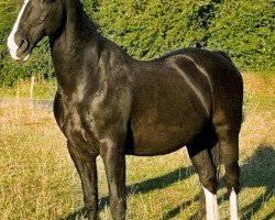 horse Jaron 4 (KWPN (Royal Dutch Sporthorse), 1991, from Droomwals)