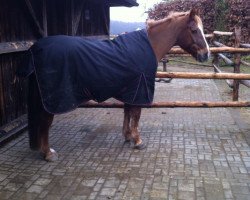 jumper Prusko (German Riding Pony, 1990, from Prinzipal)