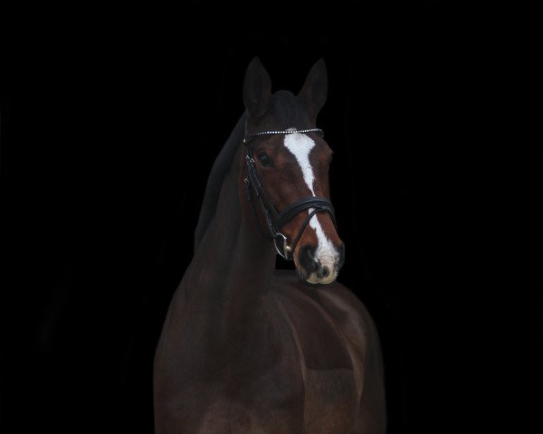 Dressurpferd Iluna van het Harteveld (Belgisches Warmblut, 2008, von Cassino Z)