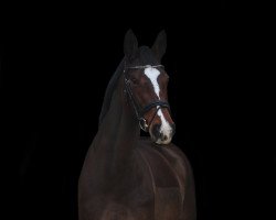 dressage horse Iluna van het Harteveld (Belgian Warmblood, 2008, from Cassino Z)