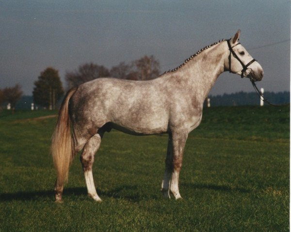 stallion Entertainment (Hanoverian, 1998, from Espri)