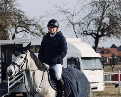 jumper Cesento (German Sport Horse, 2017, from Cesano II)