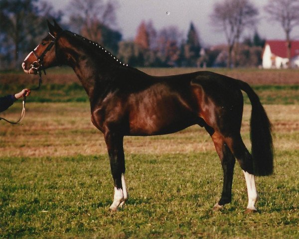stallion Walsrode (Hanoverian, 1989, from World Cup III)