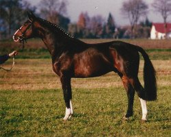 stallion Walsrode (Hanoverian, 1989, from World Cup III)