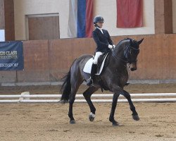 dressage horse Claudius B (Hungarian Warmblood, 2006, from Akitos Athos)