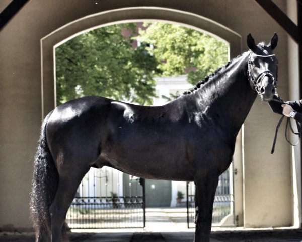 stallion Quadér (German Sport Horse, 2017, from Quadroneur)
