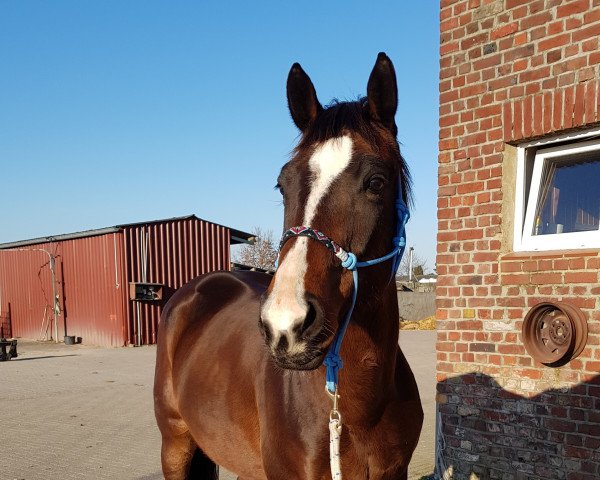 jumper Jildou F M (KWPN (Royal Dutch Sporthorse), 2014, from Zacharov Tn)