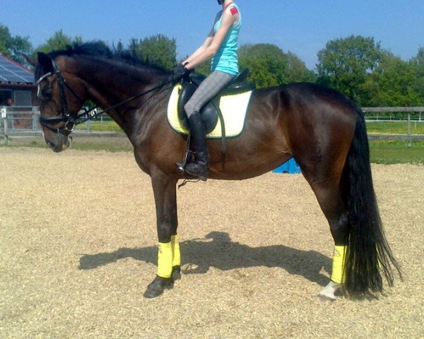 dressage horse Diamonds-Girl (Oldenburg, 2003, from Diamond Hit)