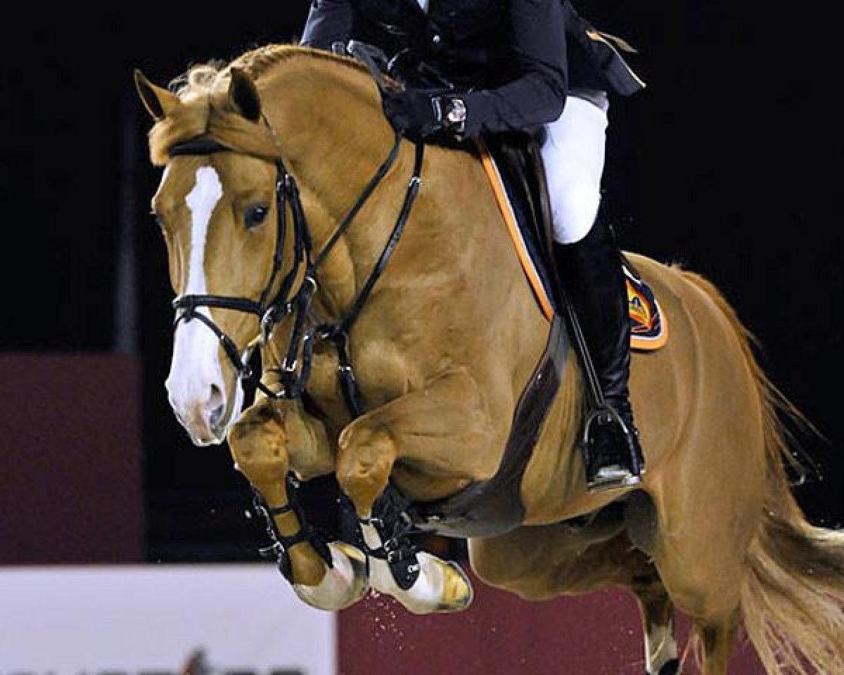 Deckhengst Andiamo Vh Kapelhof Z (Zangersheide Reitpferd, 2006, von Andiamo)