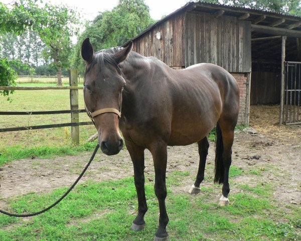 broodmare Lavinia (Hanoverian, 1998, from Laptop)