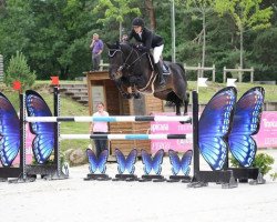 stallion Sea Coast Diamant Z (Zangersheide riding horse, 2007, from Diamant de Semilly)