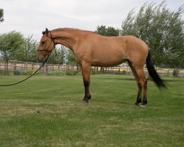 broodmare BestBreed Mustang Brandy (Mustang, 2005)