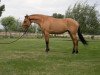 broodmare BestBreed Mustang Brandy (Mustang, 2005)