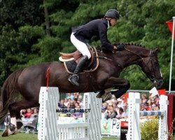 stallion Bacardi-Rhum de Muze (Belgian Warmblood, 2001, from Kannan)