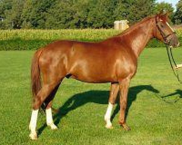 dressage horse Exquisit (Westphalian, 2009, from Estobar NRW)