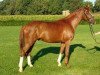 dressage horse Exquisit (Westphalian, 2009, from Estobar NRW)