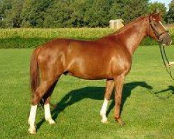 dressage horse Exquisit (Westphalian, 2009, from Estobar NRW)