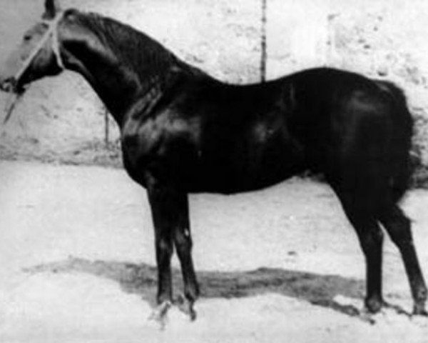stallion Dekret xx (Thoroughbred, 1971, from Redzhensi xx)
