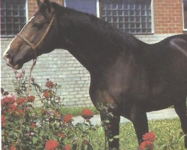 stallion Didzis (Hanoverian, 1980, from Dekret xx)