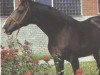 stallion Didzis (Hanoverian, 1980, from Dekret xx)