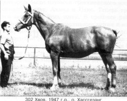 Zuchtstute Chvoja (Russisch Trakehner, 1947, von Haßgesang)