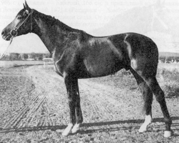 stallion Podvig (Russian Trakehner, 1963, from Piligrim)